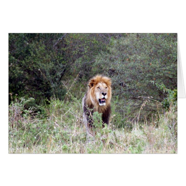 lion maned (Front Horizontal)
