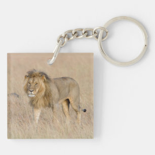 Lion marche