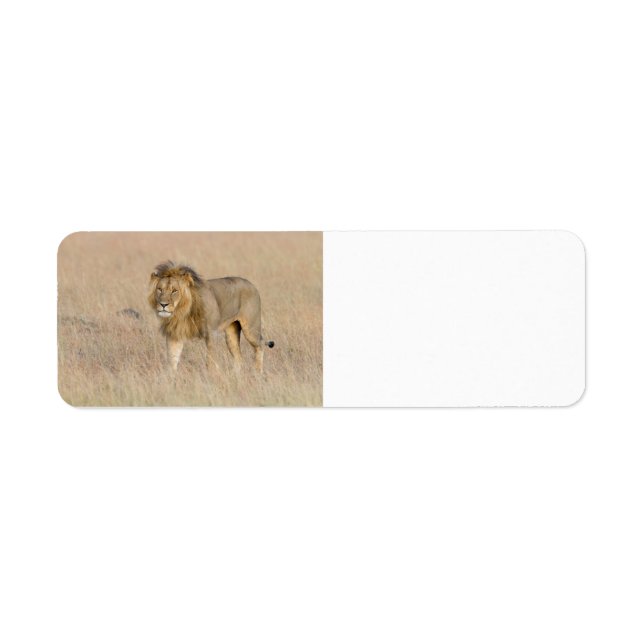 Lion marche (Devant)
