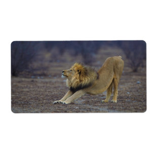 Lion masculin étirant le yoga de Lion de Panthera
