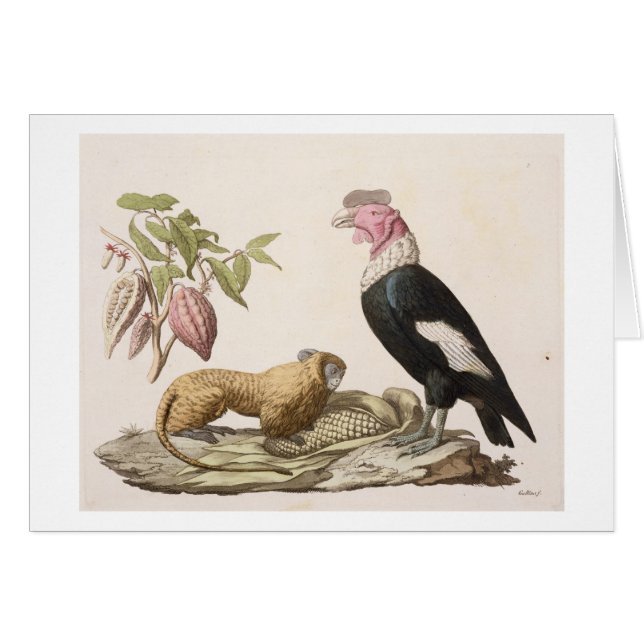 Lion monkey and condor, native to Chile or Ecuador (Front Horizontal)
