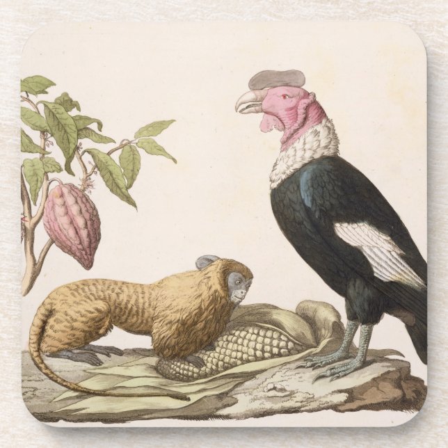 Lion monkey and condor, native to Chile or Ecuador Coaster (Front)