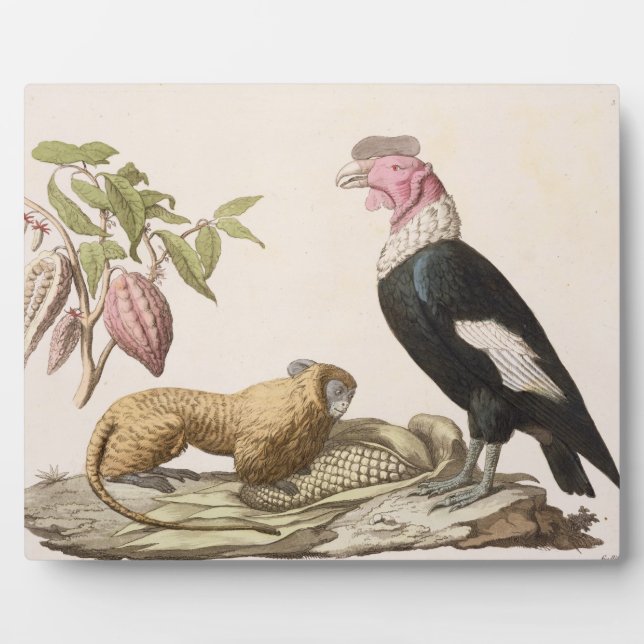 Lion monkey and condor, native to Chile or Ecuador Plaque (Front)