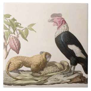 Lion monkey and condor, native to Chile or Ecuador Tile
