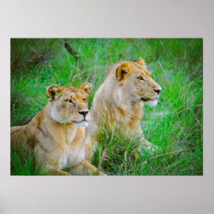 Lion Mother and Son Hanging in Grass in Botswana Poster