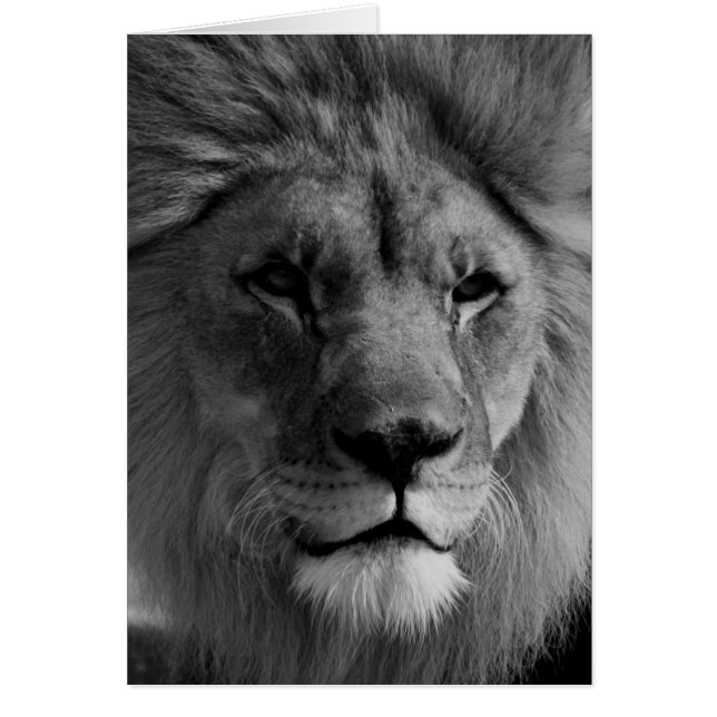 Lion noir et blanc (Devant)