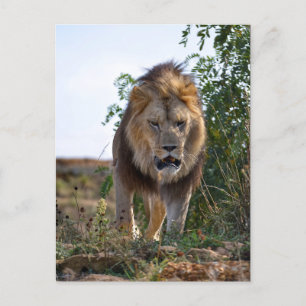 Lion of face walking on grass postcard
