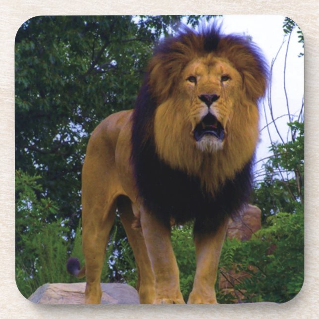 Lion on a Rock Coaster (Front)