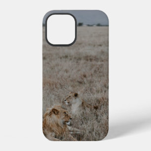 LION ON BROWN GRASS FIELD DURING DAYTIME iPhone 12 CASE