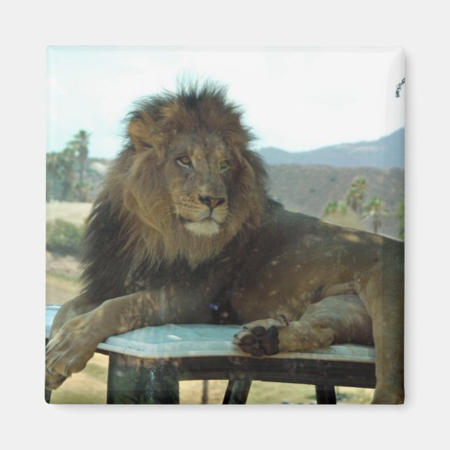 Lion on Car Magnet (Front)