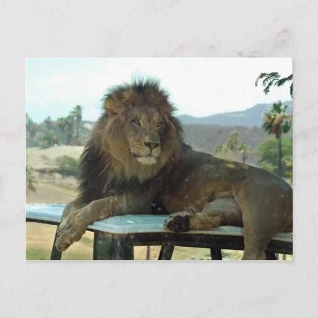 Lion on Car Postcard (Front)