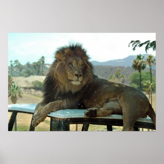 Lion on Car Poster (Front)