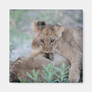 Lion (Panthera leo) cub biting mothers ear, Magnet