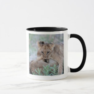 Lion (Panthera leo) cub biting mothers ear, Mug