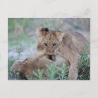 Lion (Panthera leo) cub biting mothers ear,