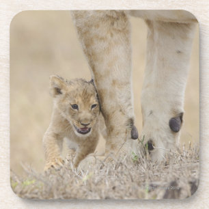 Lion (Panthera leo) cub playing by mothers feet, Coaster