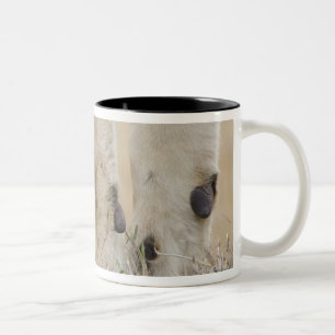 Lion (Panthera leo) cub playing by mothers feet, Two-Tone Coffee Mug