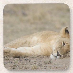 Lion (Panthera leo) cub resting, Masai Mara Game Coaster