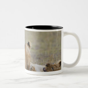 Lion (Panthera leo) cubs playing in grass, Masai Two-Tone Coffee Mug