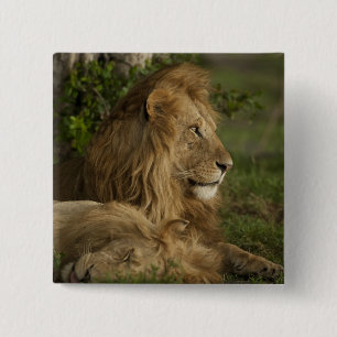 Lion, Panthera leo, Lower Mara, Masai Mara GR, 2 Inch Square Button