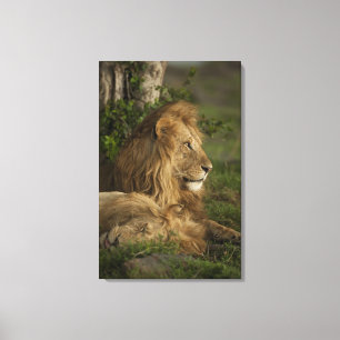 Lion, Panthera leo, Lower Mara, Masai Mara GR, Canvas Print