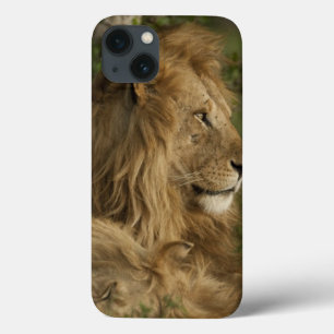 Lion, Panthera leo, Lower Mara, Masai Mara GR, iPhone 13 Case