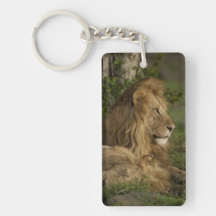 Lion, Panthera leo, Lower Mara, Masai Mara GR, Keychain