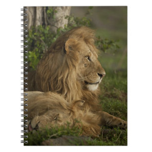Lion, Panthera leo, Lower Mara, Masai Mara GR, Notebook