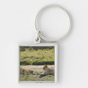 lion (Panthera leo),two young lioness, Masai Keychain