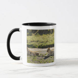 lion (Panthera leo),two young lioness, Masai Mug
