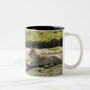 lion (Panthera leo),two young lioness, Masai Two-Tone Coffee Mug