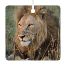 LION Personalize Name Photo Christmas