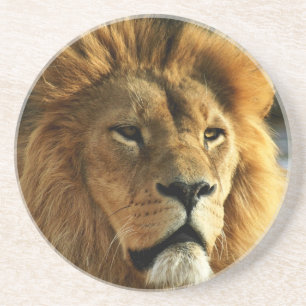 Lion Photo Drink Coaster