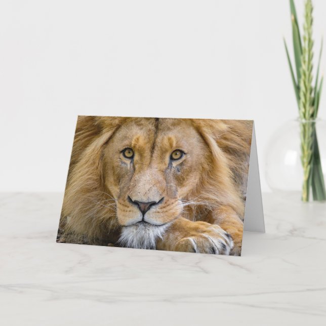 LION PHOTOGRAPHIE CARTE DE SALUT D'ANNIVERSAIRE (Devant)