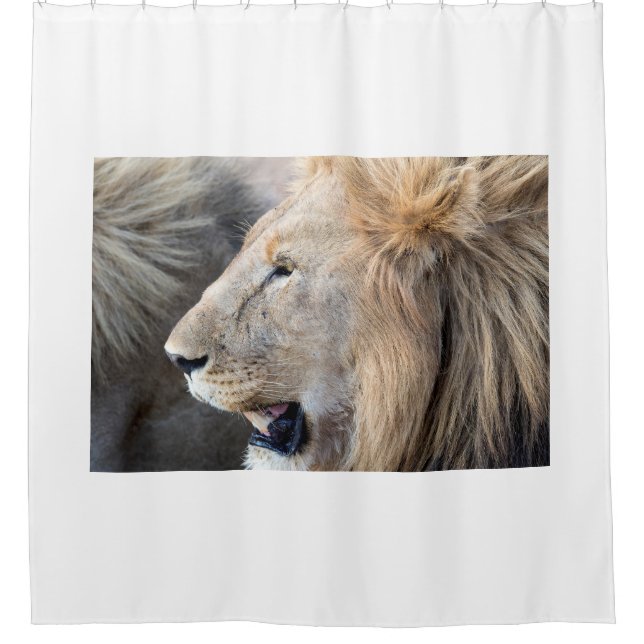 Lion Portrait (Front)