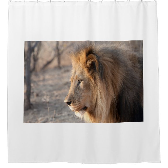 Lion Portrait (Front)