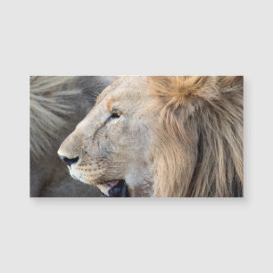 Lion Portrait