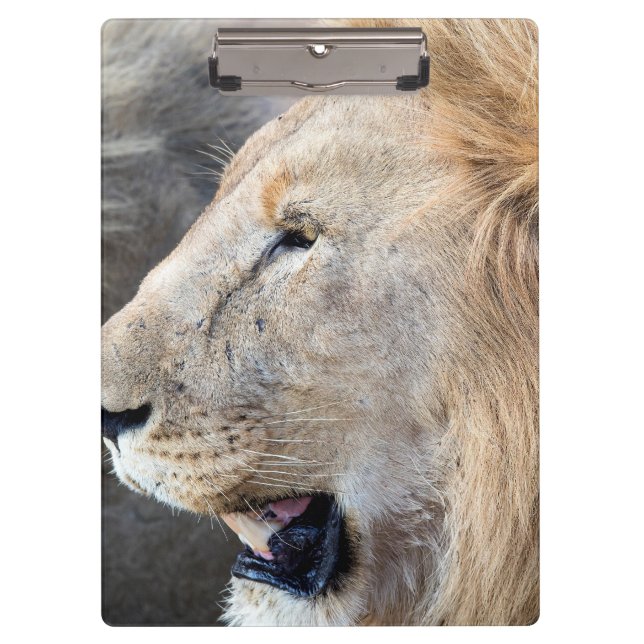 Lion Portrait Clipboard (Front)