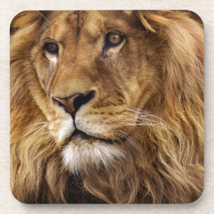 Lion portrait coaster