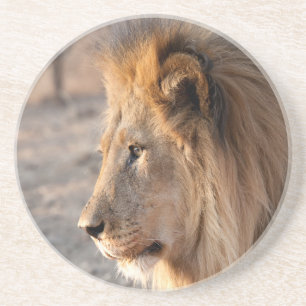 Lion Portrait Coaster