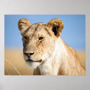 Lion portrait photo poster