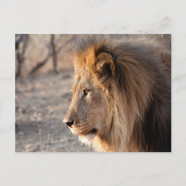 Lion Portrait Postcard (Front)