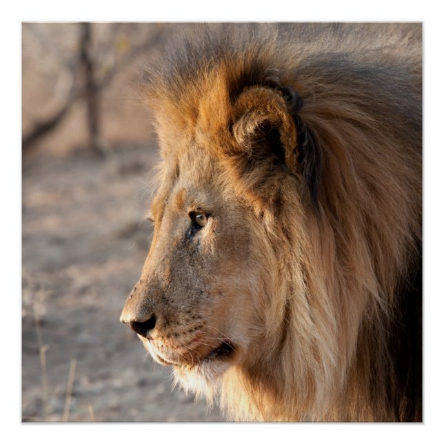 Lion Portrait Poster (Front)