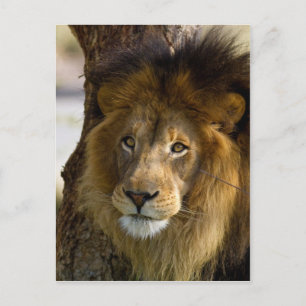 Lion Postcard