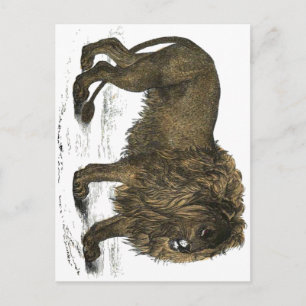 Lion Postcard