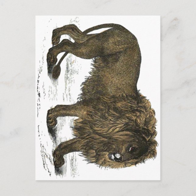 Lion Postcard (Front)