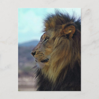 Lion Postcard