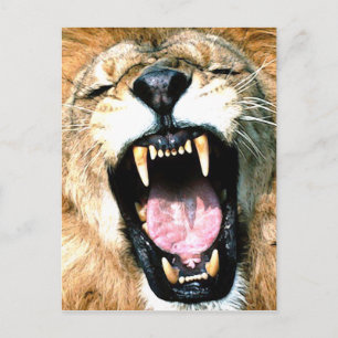 lion postcard