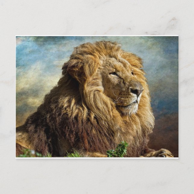 Lion Postcard (Front)