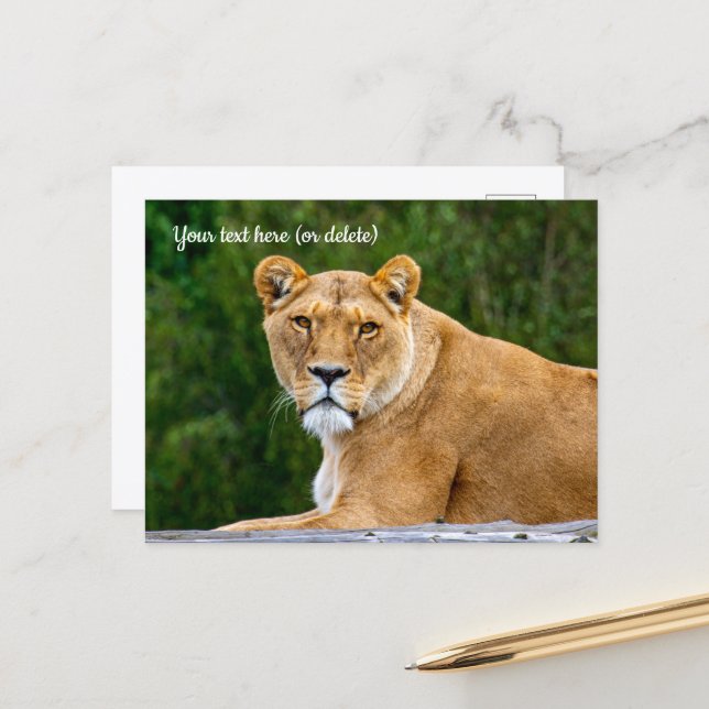 Lion Postcard (Front/Back In Situ)